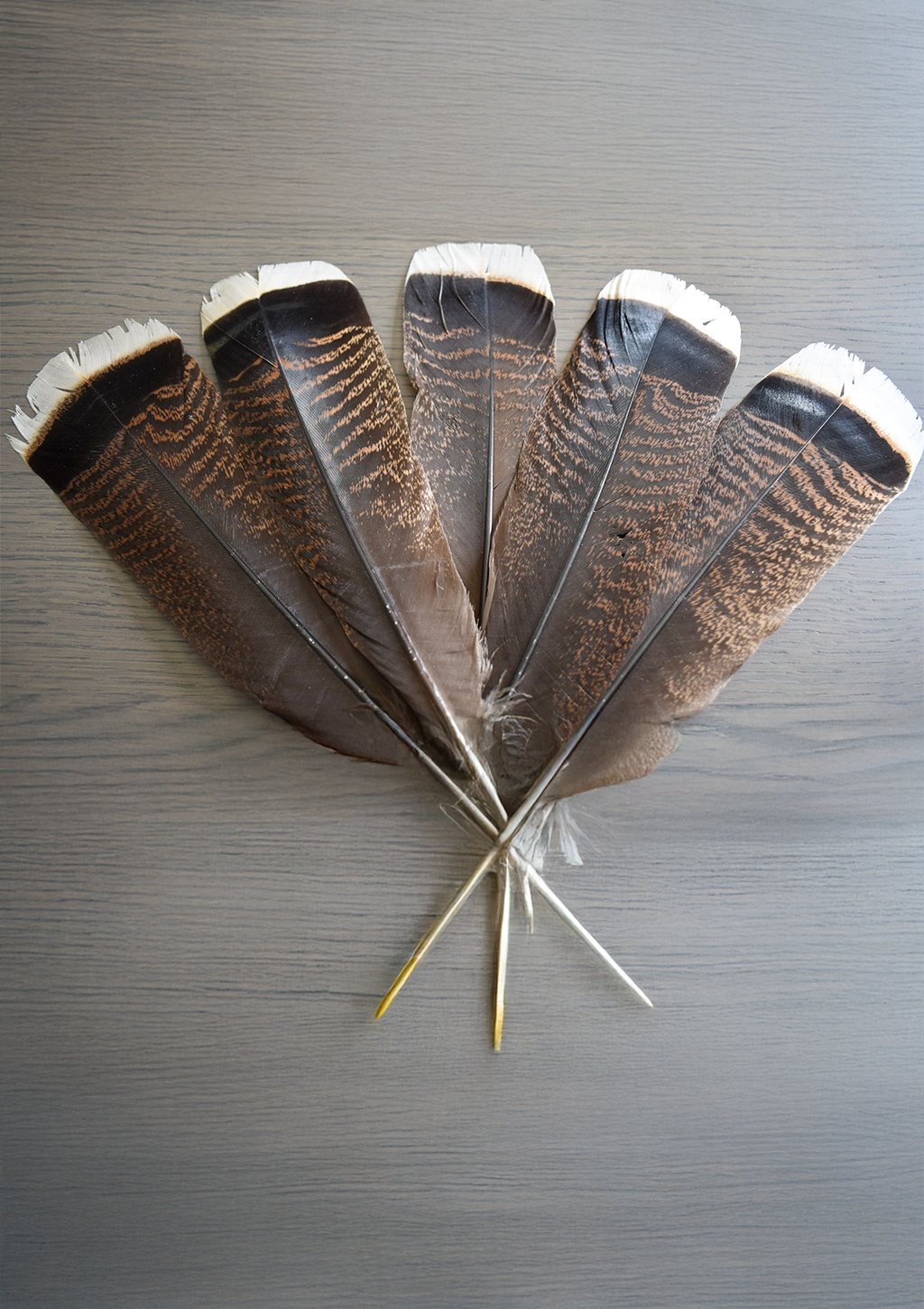 Piuma Sciamanica Tacchino