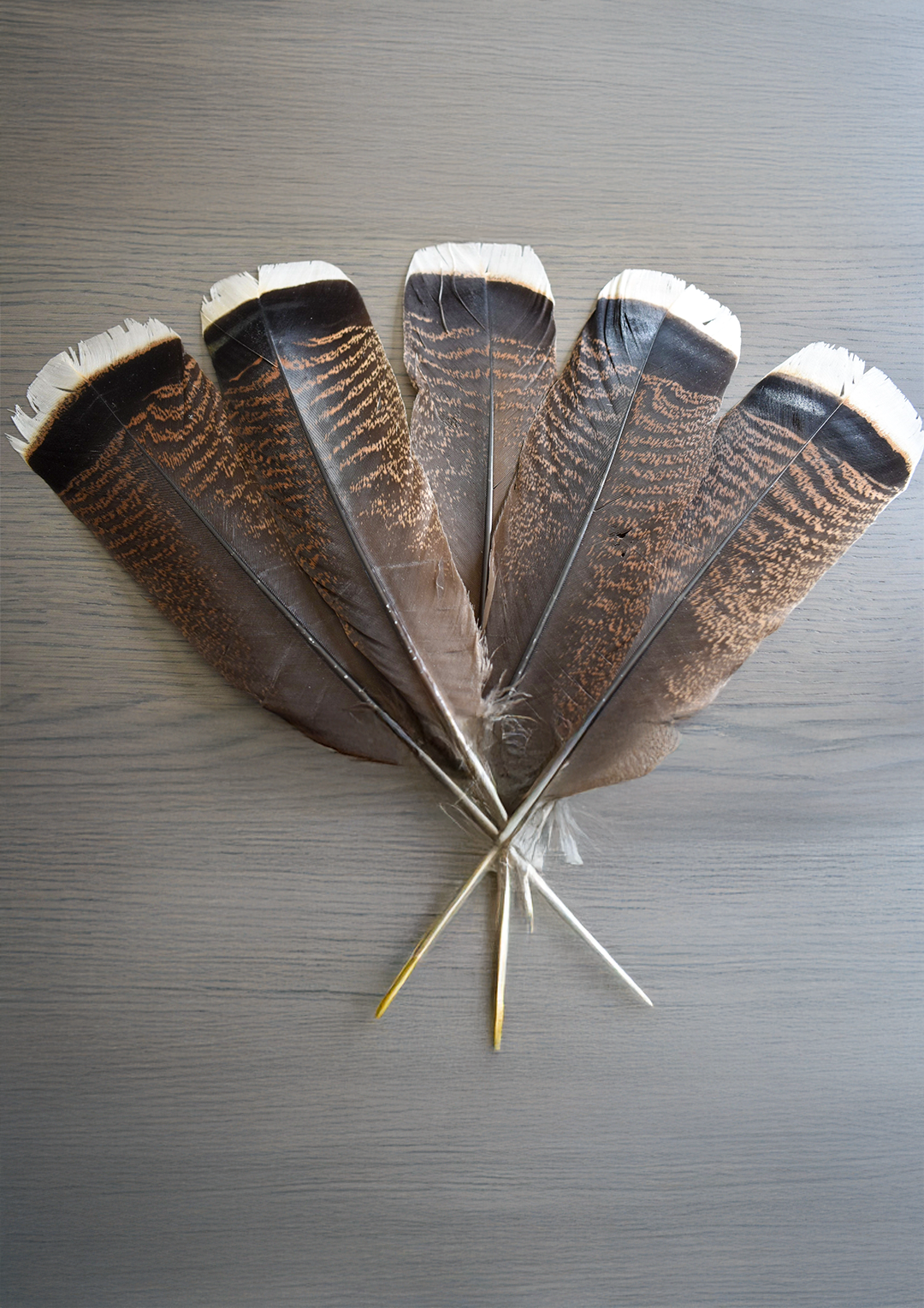 Piuma Sciamanica Tacchino