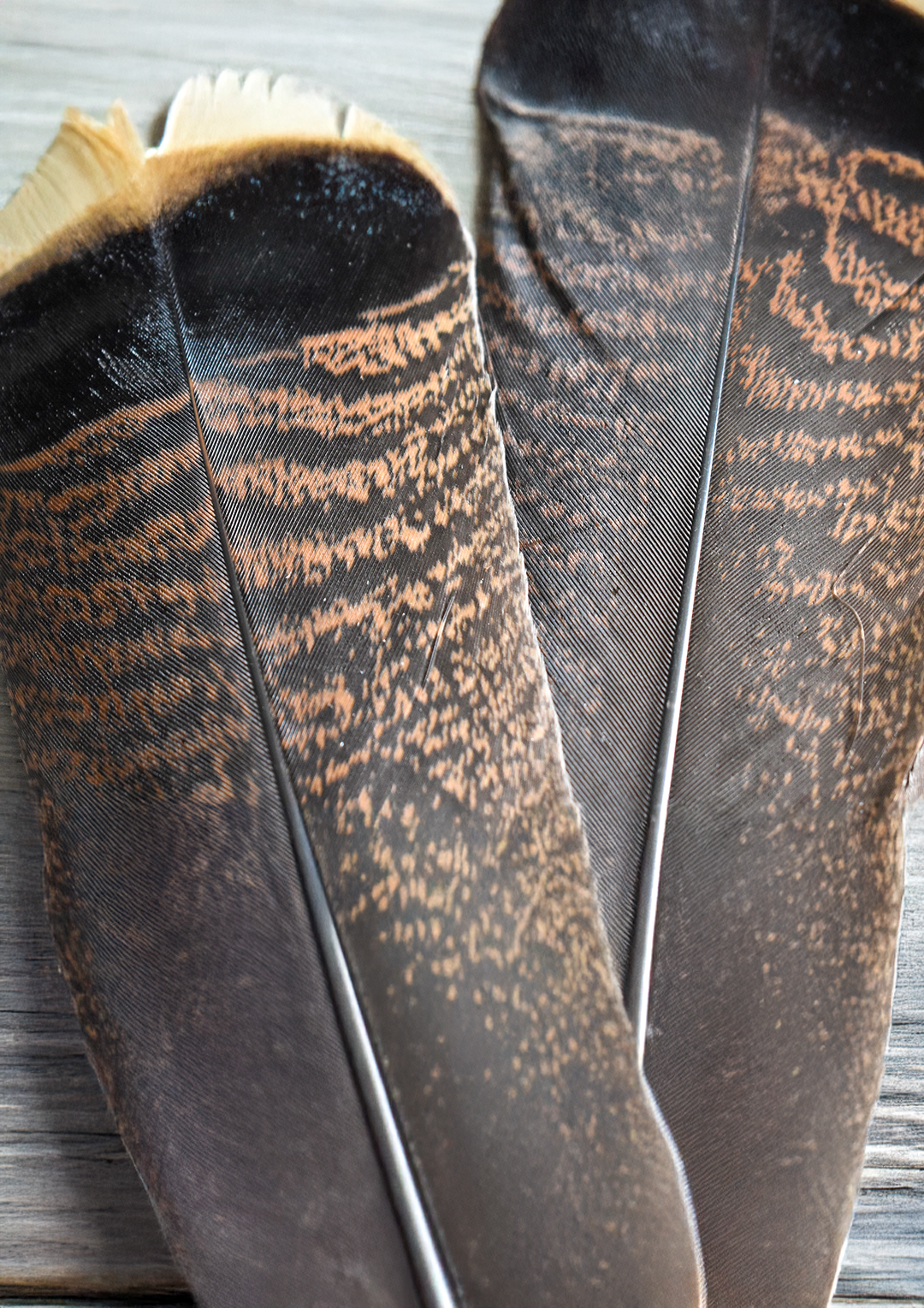 Piuma Sciamanica Tacchino